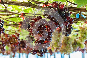 Bunch of grape on grapevine with bokeh.