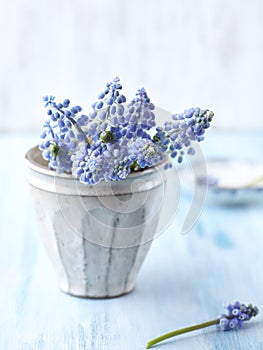 Bunch of Grape Hyacinths in a Vase