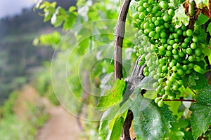 Bunch of grape in an Italian vineyard