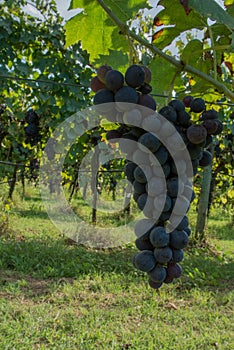 Bunch of grape in an italian vineyard