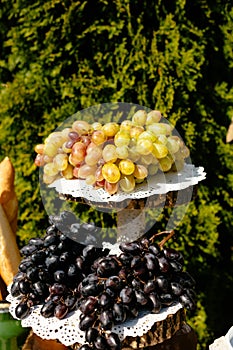 Bunch of grape on wooden stand outdoor winemakers