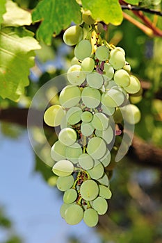 Bunch of grapes photo