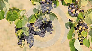 Dark Purple Grapes Vine With Green Leaf And Blurs Background