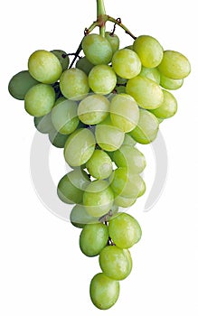 Bunch of grapes