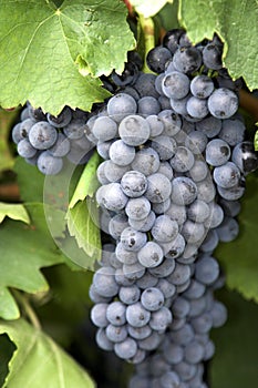 Bunch of grapes 2.