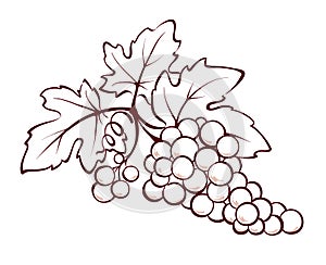 Bunch of grapes