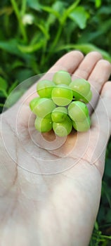 Bunch of Grapes