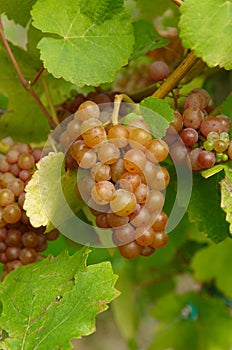 Bunch of grapes