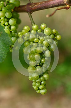 Bunch of grapes