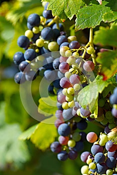 Bunch of grapes