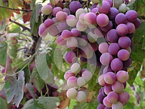 Penacho de uvas 