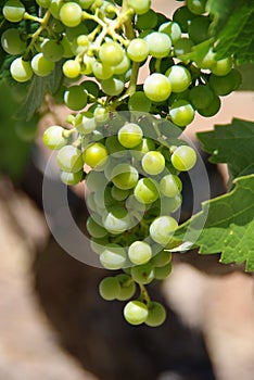 Penacho de uvas 