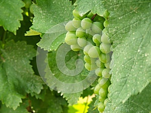 Bunch of Grapes
