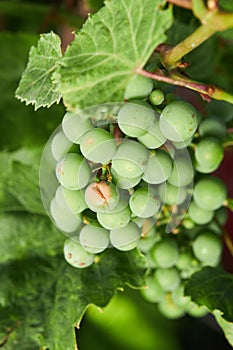 Bunch of grapes affected by powdery mildew or oidium with cracked and rotten berry.