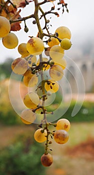 A bunch of grapes, in the background a medieval stone bridge aqueduct.