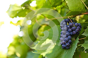 Bunch of grapes on the background of a vine