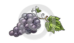 Bunch of grapes with berry and leaves. Vintage engraving vector