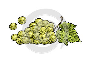 Bunch of grapes with berry and leaves. Vintage engraving vector