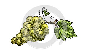 Bunch of grapes with berry and leaves. Vintage engraving vector