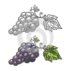 Bunch of grapes with berry and leaves. Vintage engraving vector