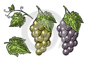 Bunch of grapes with berry and leaves. Vintage engraving vector