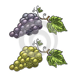 Bunch of grapes with berry and leaves. Vintage engraving vector