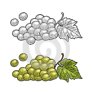 Bunch of grapes with berry and leaves. Vintage engraving vector