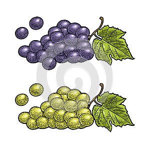 Bunch of grapes with berry and leaves. Vintage engraving vector