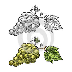 Bunch of grapes with berry and leaves. Vintage engraving vector