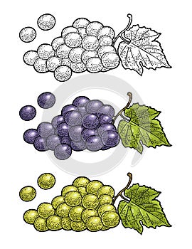 Bunch of grapes with berry and leaves. Vintage engraving vector