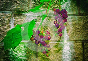 Bunch of grapes on a branch