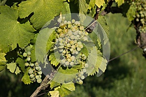 Bunch of grapes photo