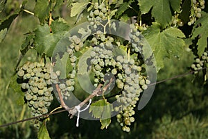 Bunch of grapes photo