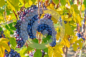 Bunch of grapes in Burgundy, France