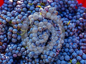 Bunch of grapes in Burgundy, France