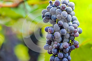 Bunch of grapes and drops of water on the tree.