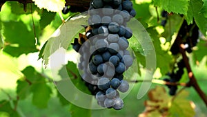 A bunch of grapes, the fruit of the passion and tradition of Italian winemakers