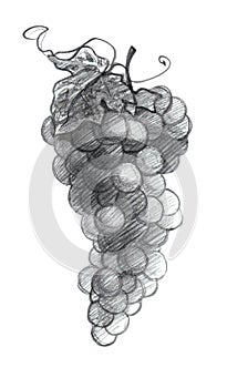 Bunch of grapes, graphic drawing with a slate pencil Illustration, isolated on a white background