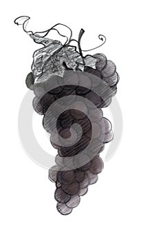 Bunch of grapes, graphic drawing with a slate pencil Illustration, isolated on a white background