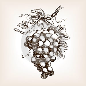 Bunch of grapes hand drawn sketch style vector