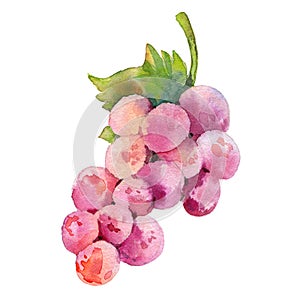 The bunch of grapes. Hand-painted bright watercolor illustration.