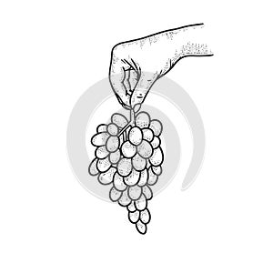 Bunch of grapes in hand sketch vector illustration