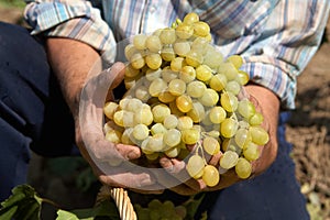 Bunch grapes in the hands of the winemaker