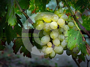 Bunch of grapes hanging on a branch