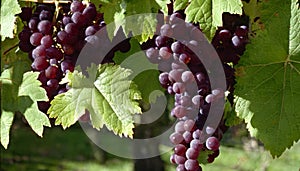 A bunch of grapes hanging from a tree