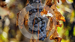 A bunch of grapes hanging from vine