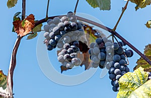 A bunch of grapes hanging from a vine