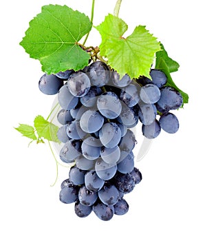 Bunch of grapes isolated on a white background