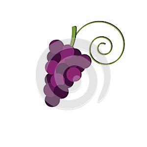 Bunch of grapes isolated on white background. Winemaking. Logo vineyards or shop. Logo grapes.