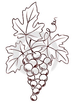 Bunch of grapes with leaves